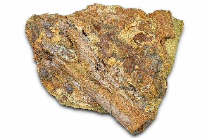 Fossil Dinosaur Bone Fragment in Sandstone - Wyoming #370630